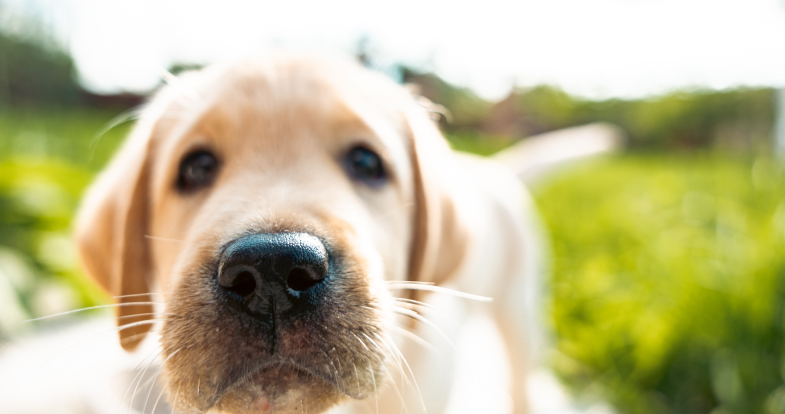 )ceanpetfood_240125_BLOG_3.jpg