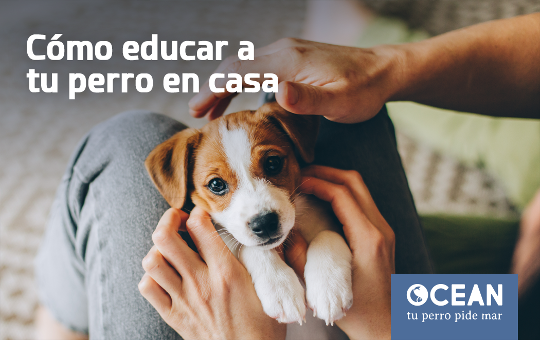 Cómo educar a tu perro en casa - Ocean