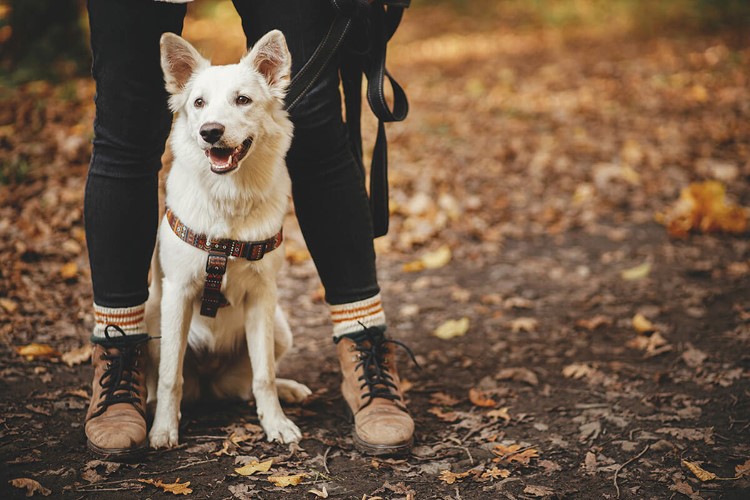 mejores rutas para pasear con tu perro en invierno (3).jpg