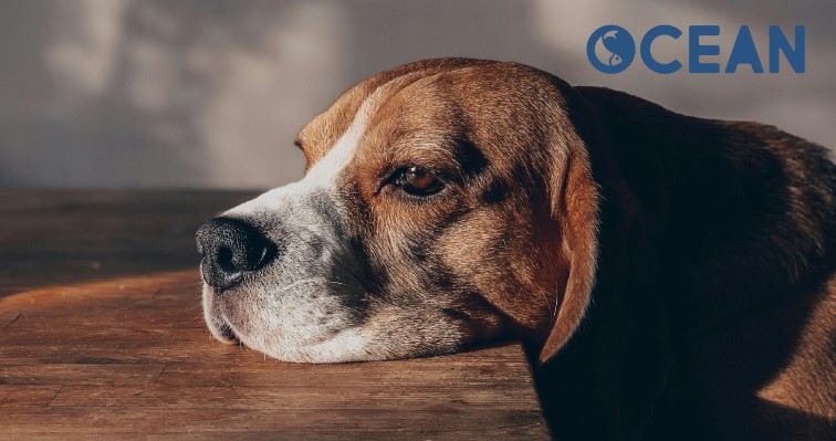 ansiedad-por-separacion-perros.jpg