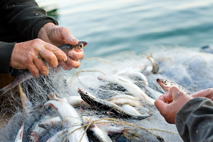 Los perros no comen pescado OK(2).jpg