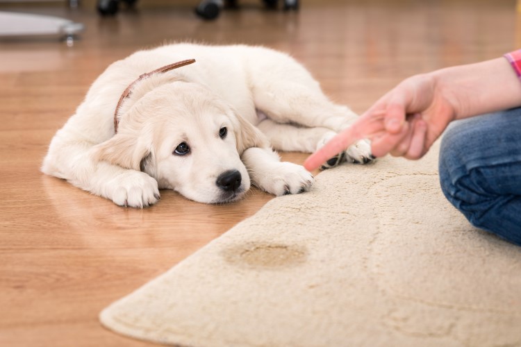 como educar a tu perro en casa (2).jpg