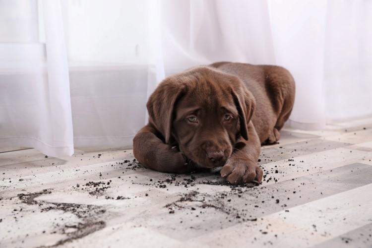 como educar a tu perro en casa (1).jpg