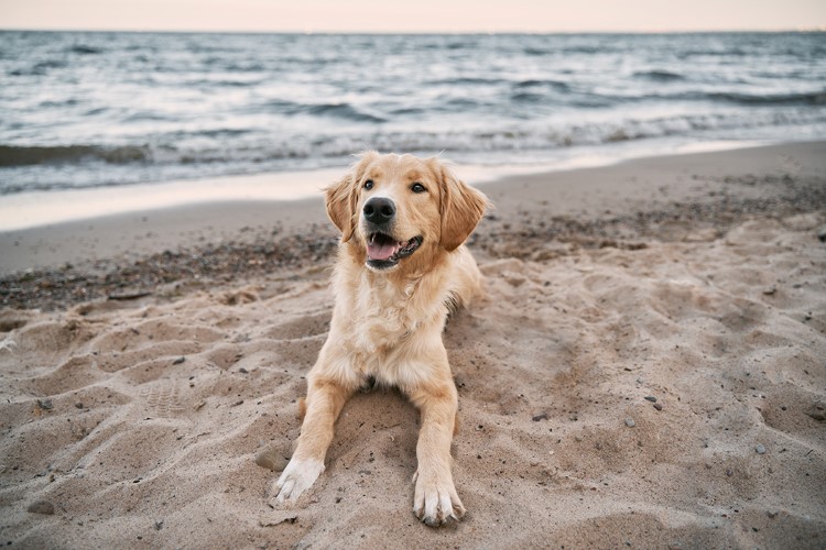ocean alimentacio╠ün canina tu perro pide mar  (3).jpg